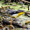 Image of Grey Wagtail