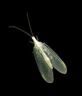 Chrysopidae的圖片