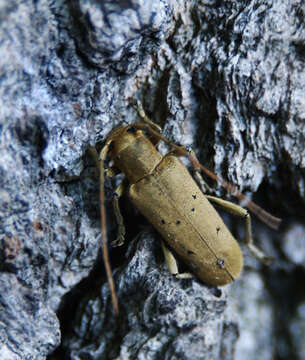 Image of Linden Borer