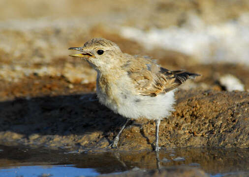 Image of Desert Wheatear