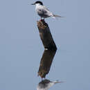 Imagem de Sterna hirundo Linnaeus 1758