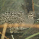 Image of Elegant Crested Tinamou