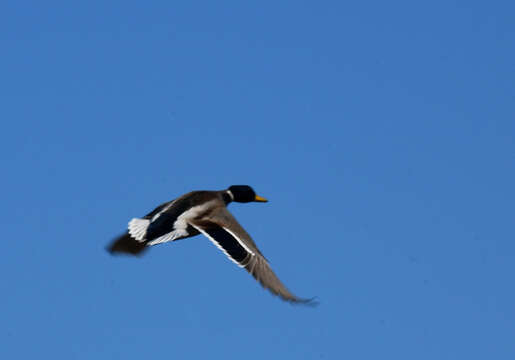 Image of Common Mallard