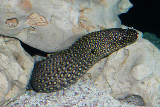 Image of morays