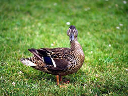 Image de Canard colvert