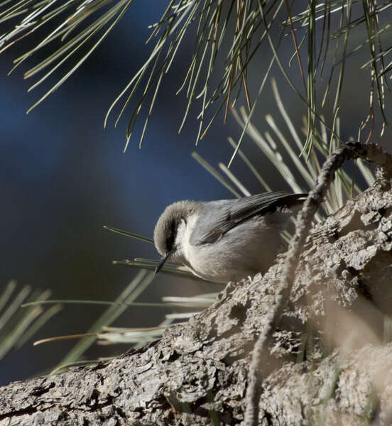 صورة Sitta pygmaea Vigors 1839