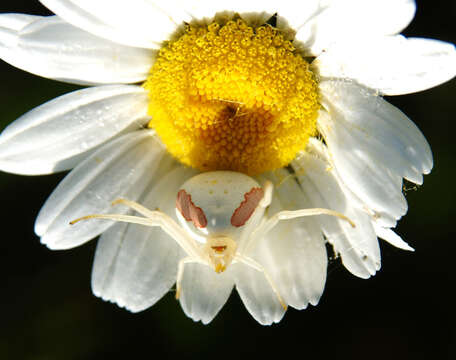 Image of Crab spider