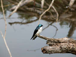 Image of Tree Swallow