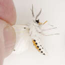 Image of Virginian Tiger Moth