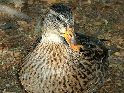 Image of Common Mallard