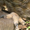 Image of Great Horned Owl