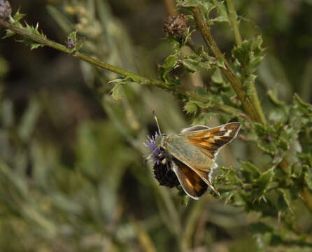 Image of Branded Skippers