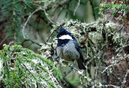 Image of Passeriformes