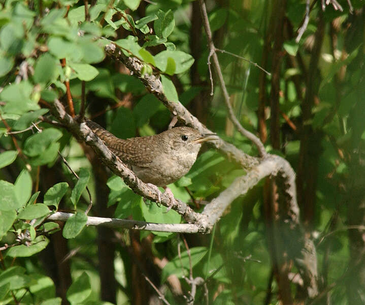 Image of House Wren