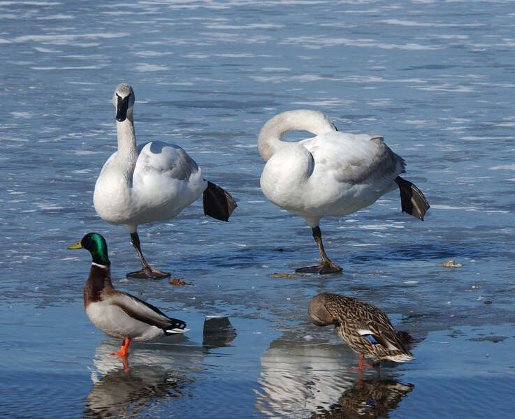 Image of Common Mallard