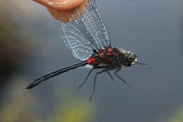 Image of Crimson-ringed Whiteface