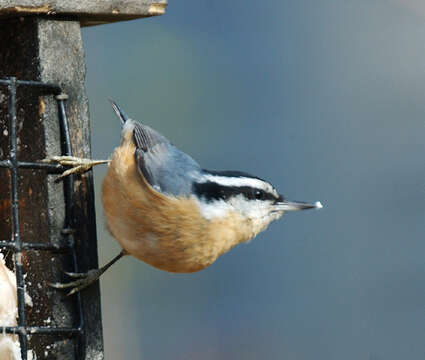 Imagem de Sitta canadensis Linnaeus 1766