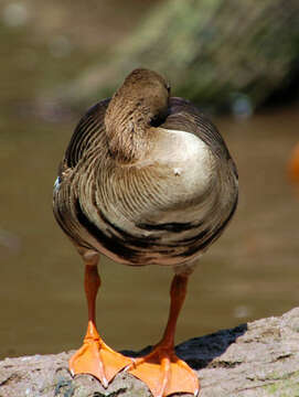 Image of Greater White-fronted Goose