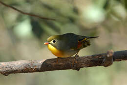 Image of Red-billed Leiothrix