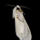 Image of Agreeable Tiger Moth