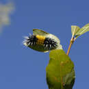 Imagem de Lophocampa maculata Harris 1841