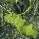 Image of Sphingidae