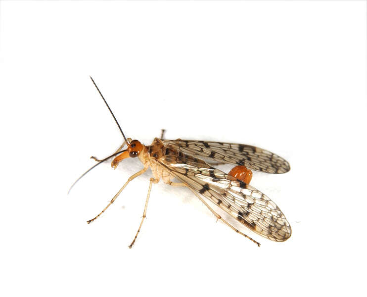 Image of scorpionflies