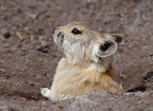 Image of Black-lipped Pika