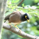 Image of Calcutta myna