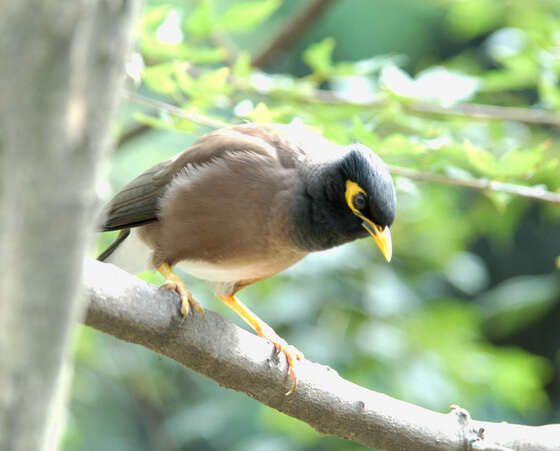 Image of Calcutta myna