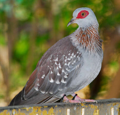 Image of Speckled Pigeon