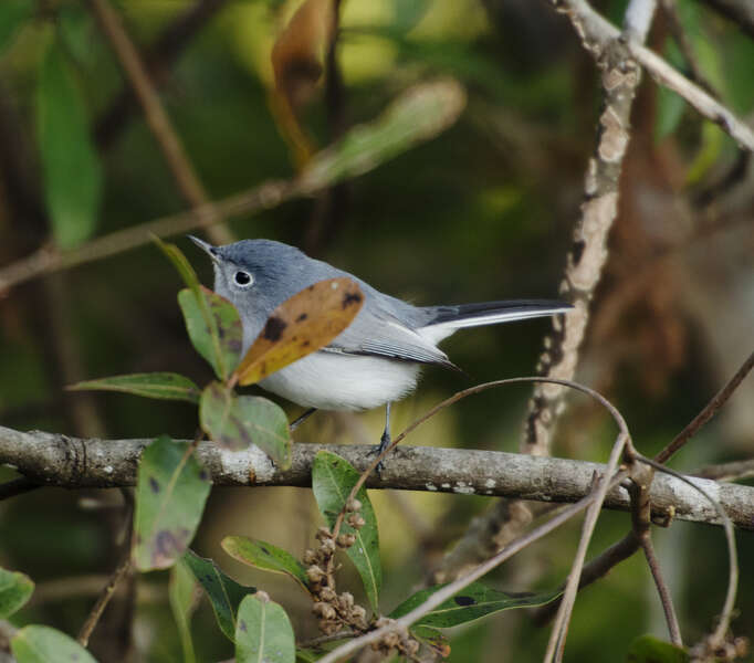 Image of gnatcatchers