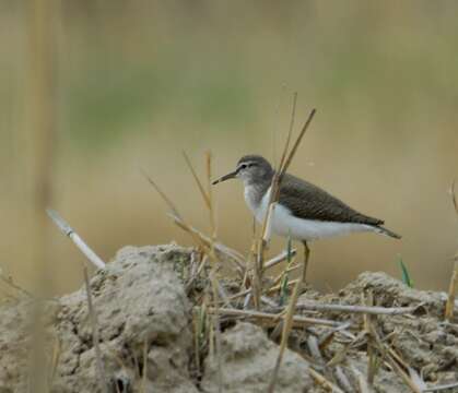 Image of Green Sandpiper