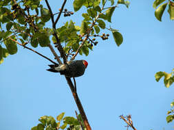 Melanerpes carolinus (Linnaeus 1758)的圖片