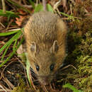 Image of Woodland Jumping Mouse
