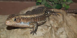 Image of plated lizards