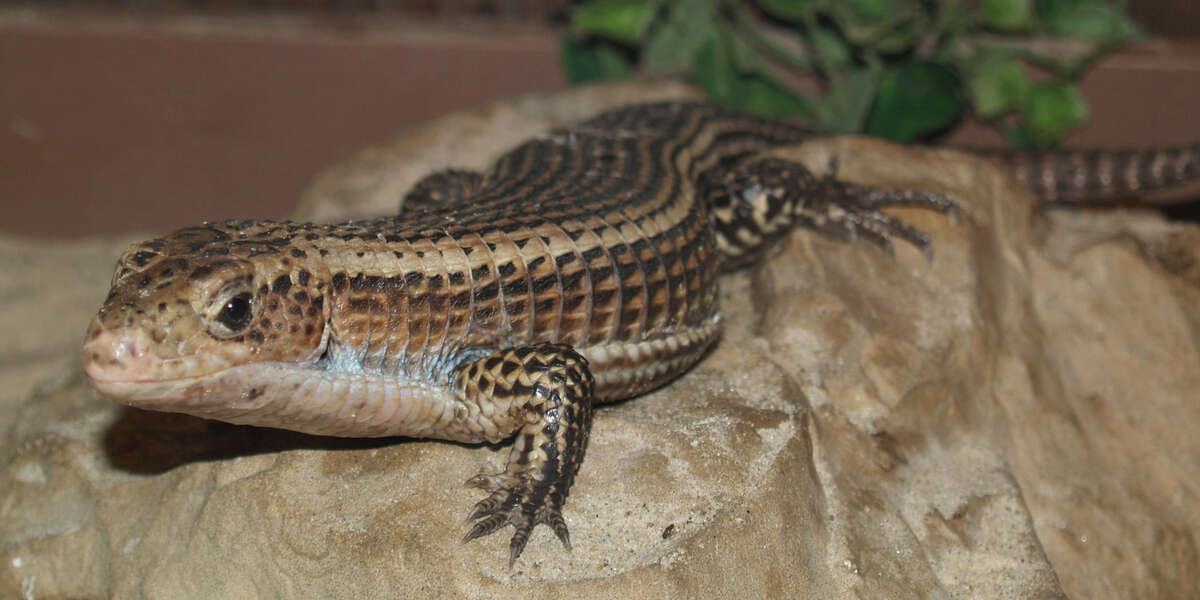 Image of plated lizards