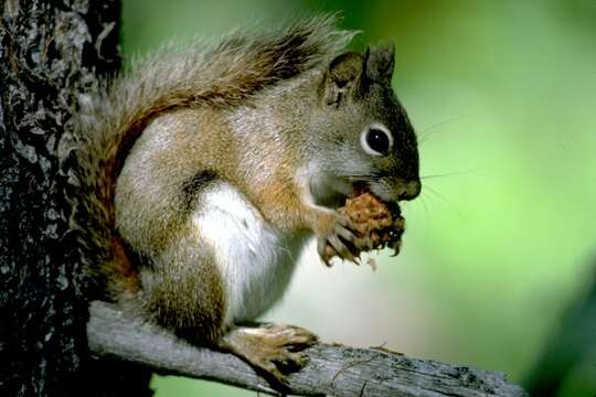 Image of pine squirrel