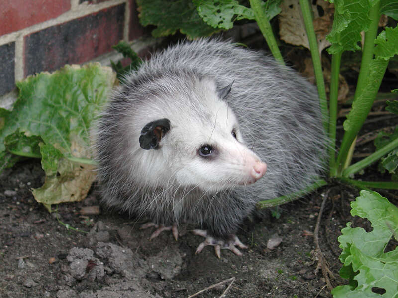 Image of Virginia Opossum