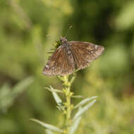 Image of Skipper