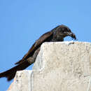 Image of Black Drongo