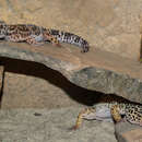 Image of eastern leopard gecko