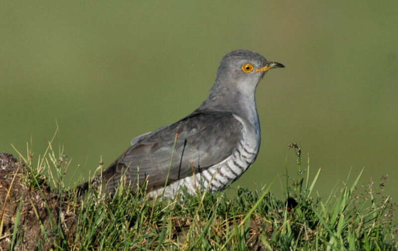 Image of Indian Cuckoo
