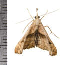 Image of Dark-spotted Palthis, Angulated Snout-moth