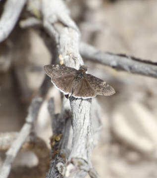 Image of Funereal Duskywing