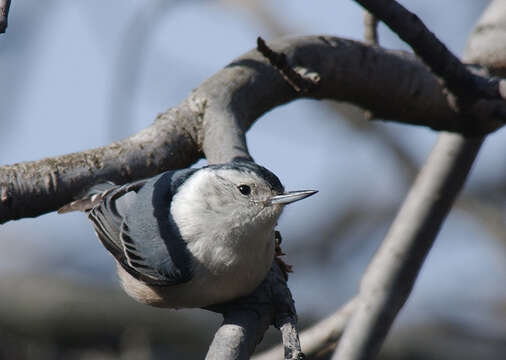 Image of White-breasted Nuthatch