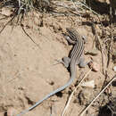 Image of Plateau Striped Whiptail