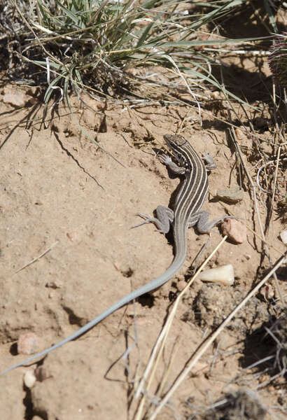 Image of Plateau Striped Whiptail