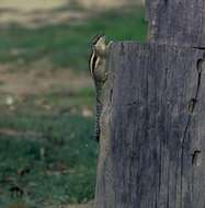 Image of Funambulus