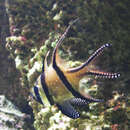Image of Banggai Cardinalfish